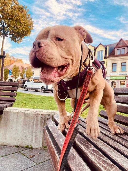 American Bully Pixel do adopcji