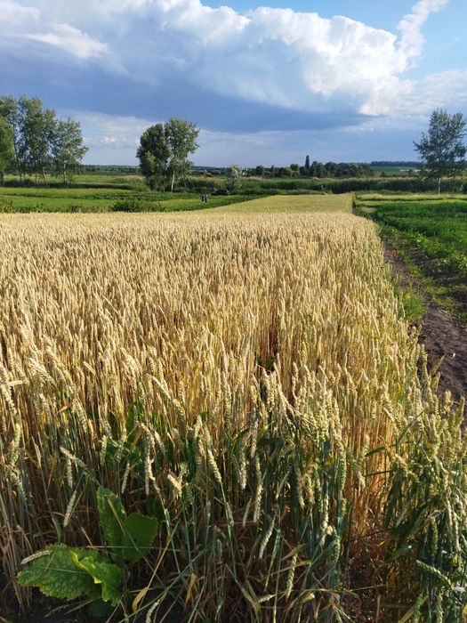 Будиночок подобово