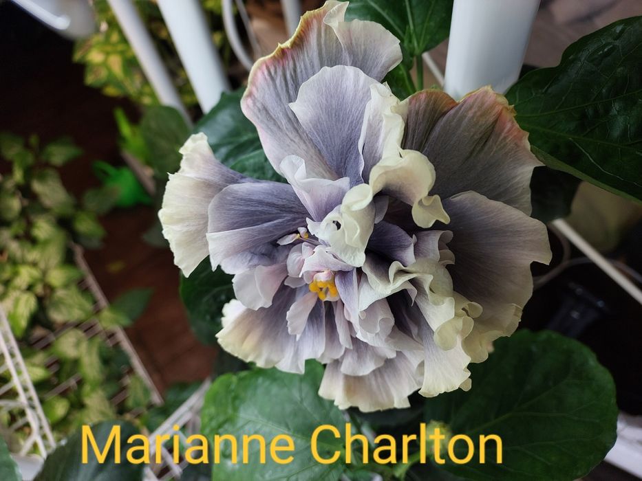 Сортовий гібіскус