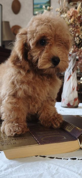 Той пудель ксу девочки и мальчики