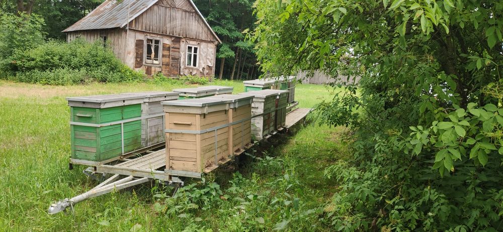 Pasieka, laweta, platforma pszczelarska obwoźna z pszczołami