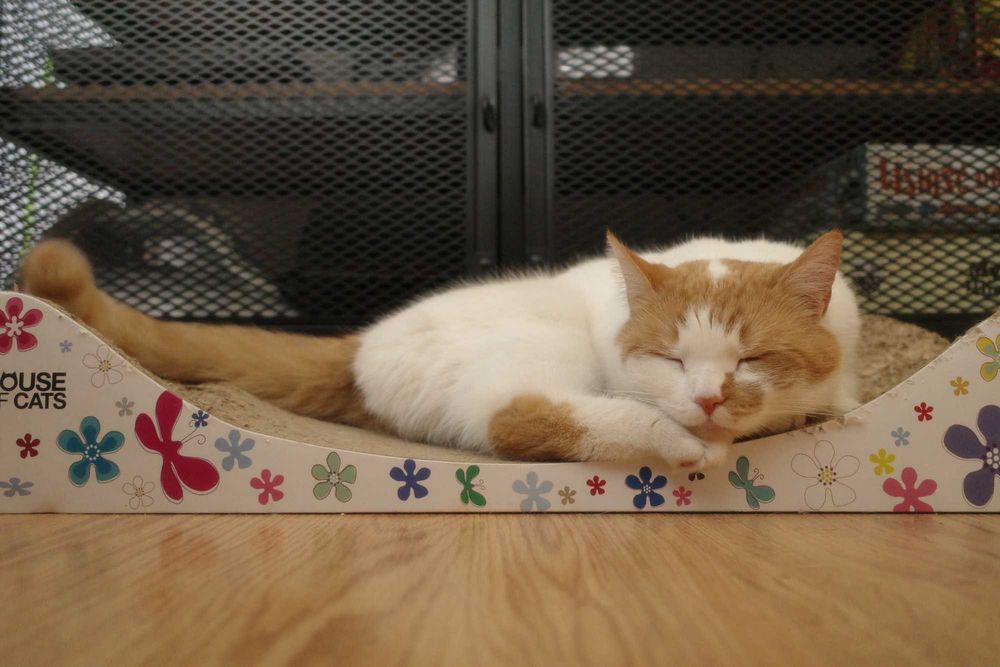 Sofia - Kotka do adopcji!