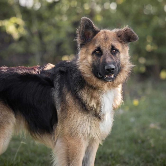 Przyjazny Rocky - 14 miesiecy