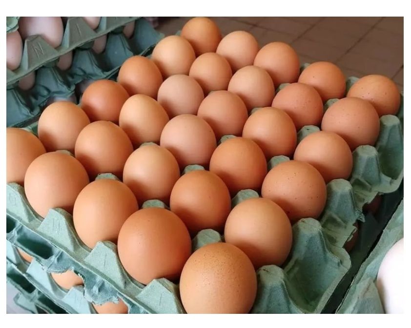 Ovos Caseiros, galinhas do Campo