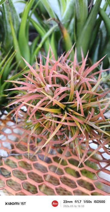 Tillandsias plantas Aéreas