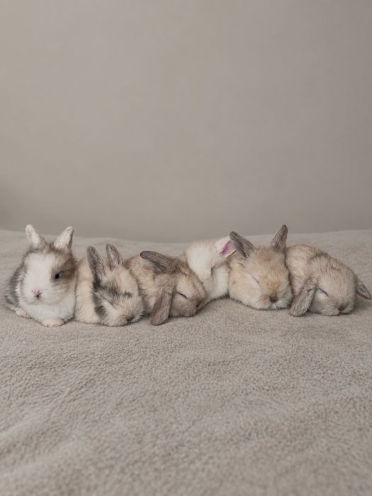 Królik Mini Lop