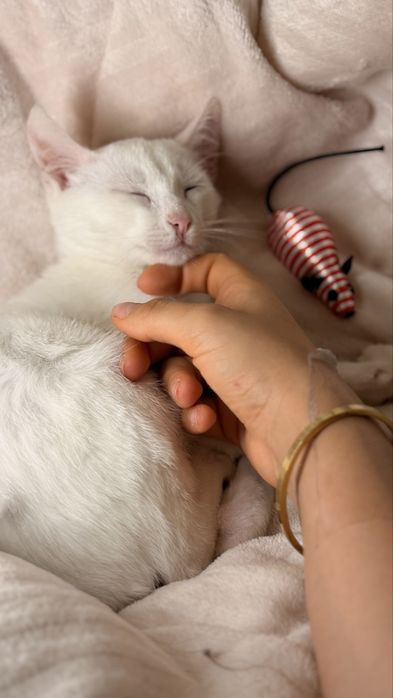 Gatinhos para Adoção muito responsável
