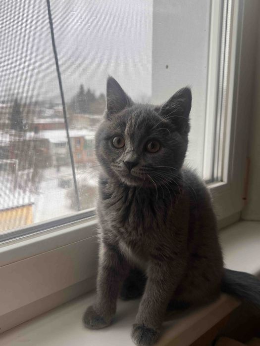 Віддам Кошеня 3 місяці