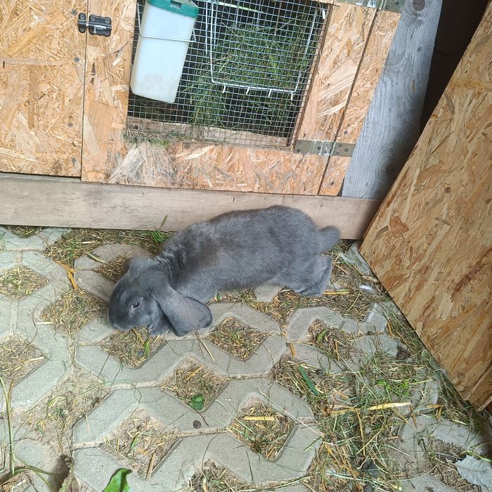 Sprzedam Barana francuskie do dalszej hodowli