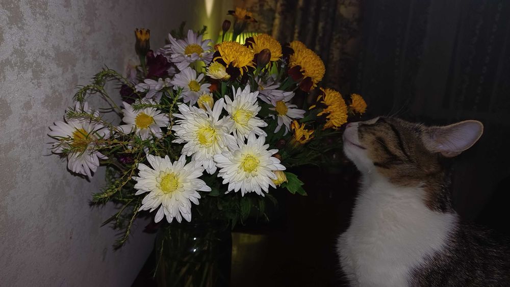 Котята-верные друзья!