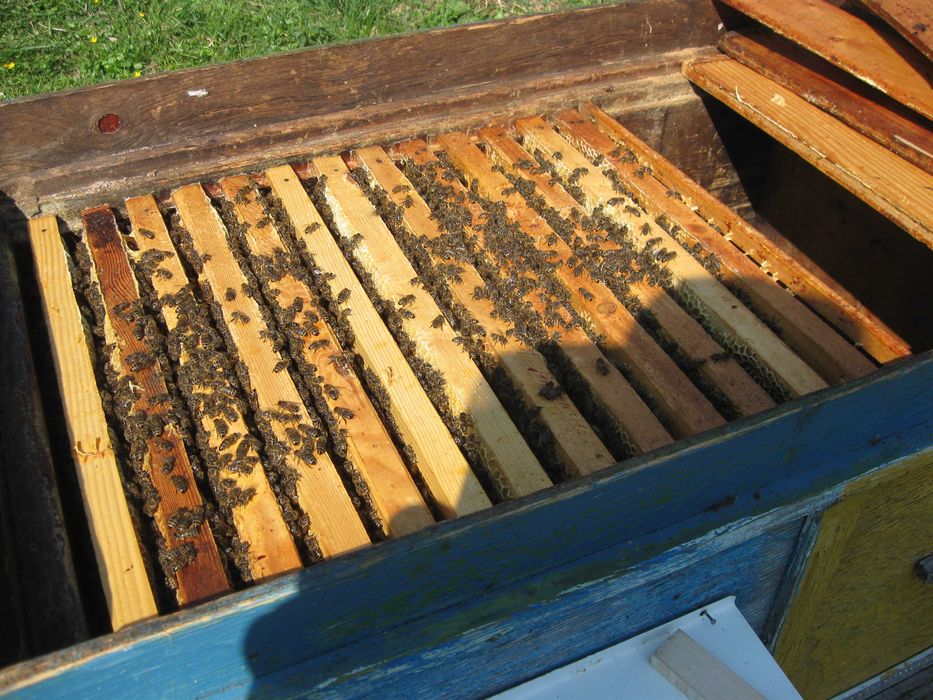 Продаються бджолопакети, відводки, бджолосім'ї з вуликами або без