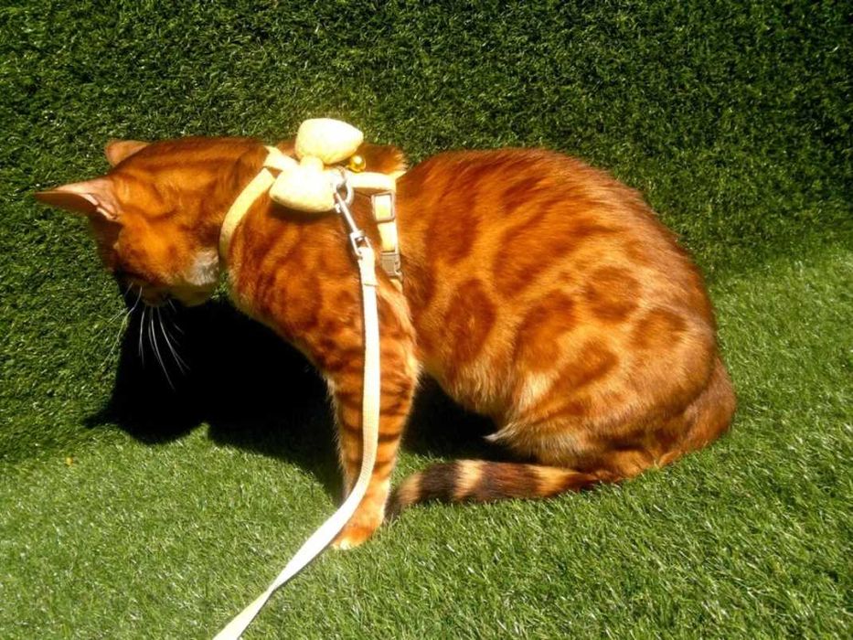 Няшний бенгальський хлопець BENn24 розетка на золоті