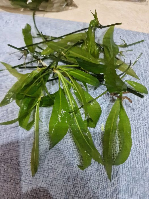 Roślinki akwariowe 5 zl woreczek