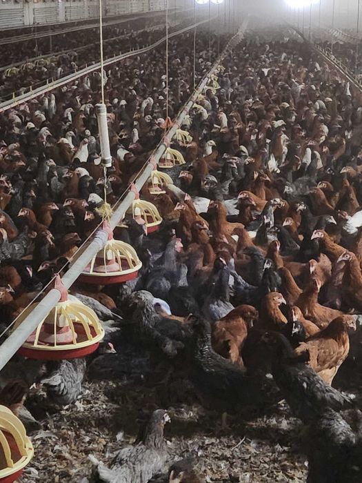 Kury z jajkiem ! Młode NIOSKI z Hodowli ! Leghorn Messa Rossa Dominant