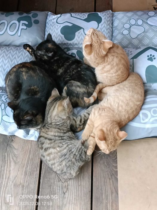 4 piękne 3-miesięczne koty szukają domu