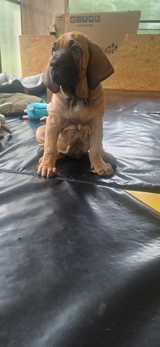 Fila brasileiro szczeniak