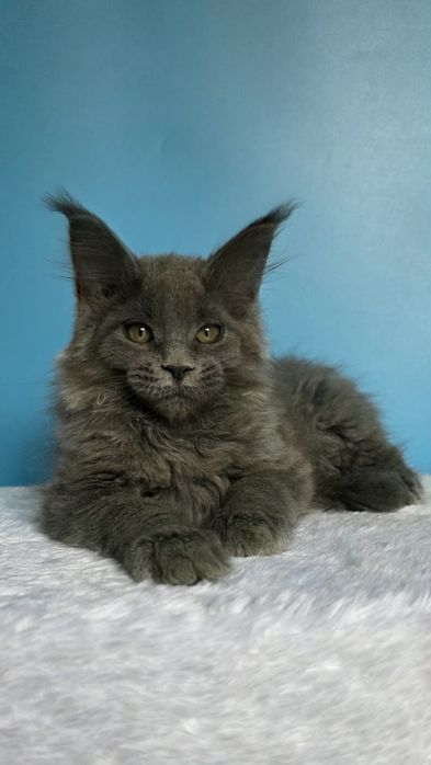 Голубая девочка мейн кун