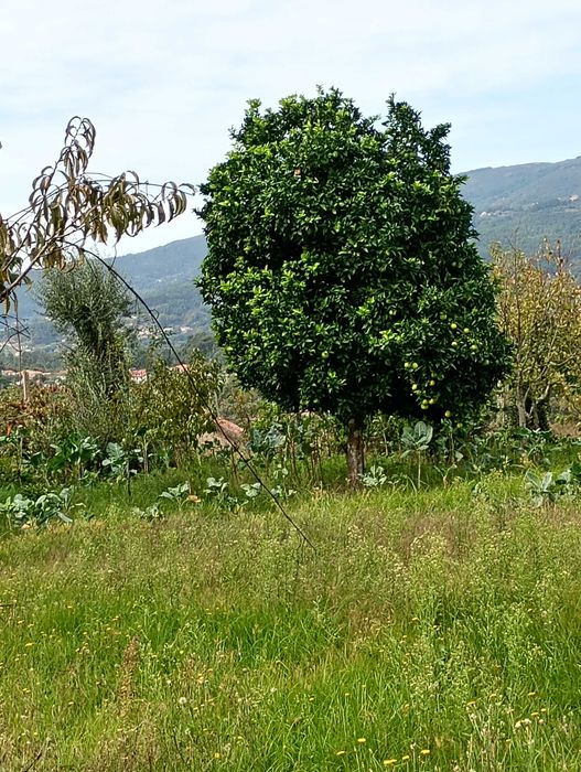 Terreno com 3000m2