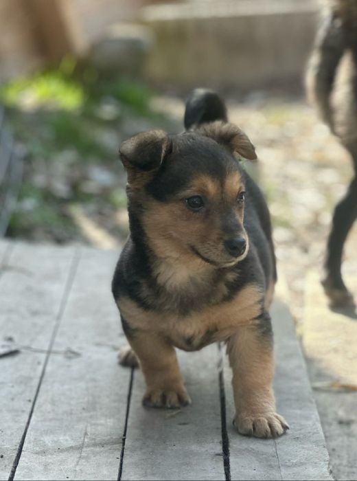 Szczeniaki szczenięta docelowo 10kg adopcja za darmo oddam