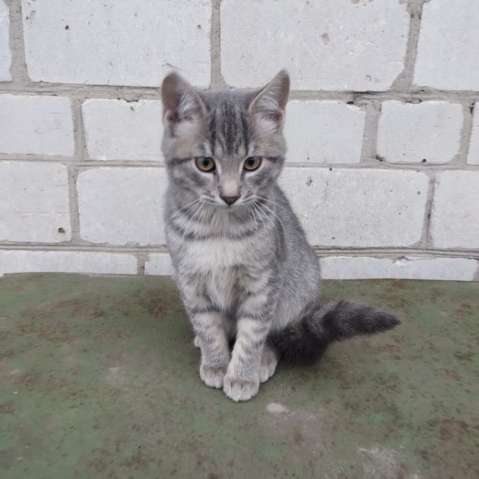 Котики в Острі добрим людям