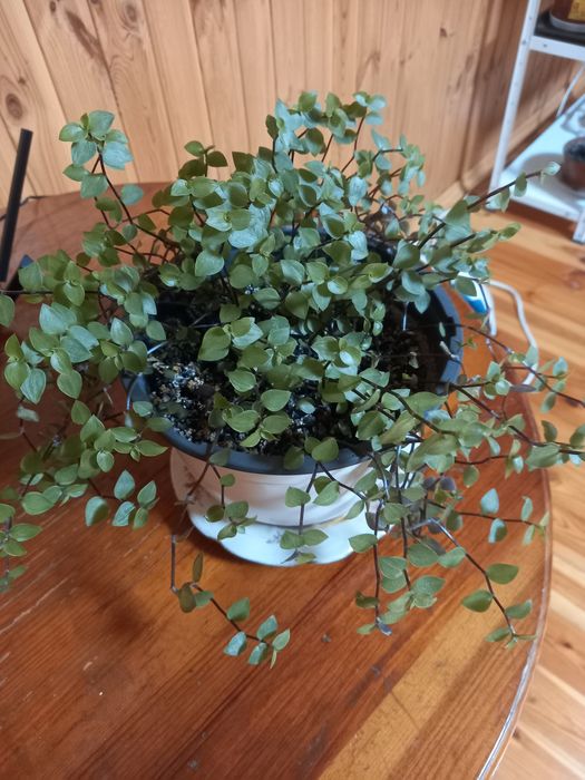 Продам надлишки кімнатних рослин