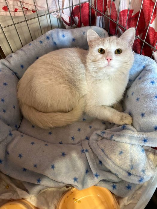 Біла киця кішка 1 рік Білочка шукає сімʼю! Волонтерська.
