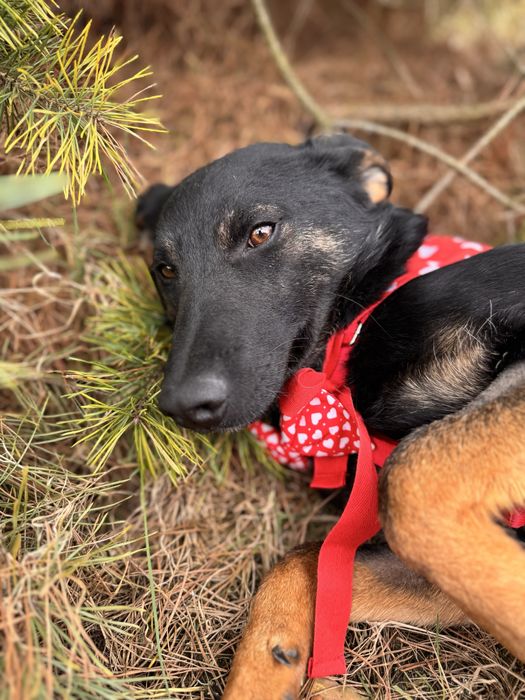 Mambuś prosi o domek. Uratuj adoptuj ze schroniska!