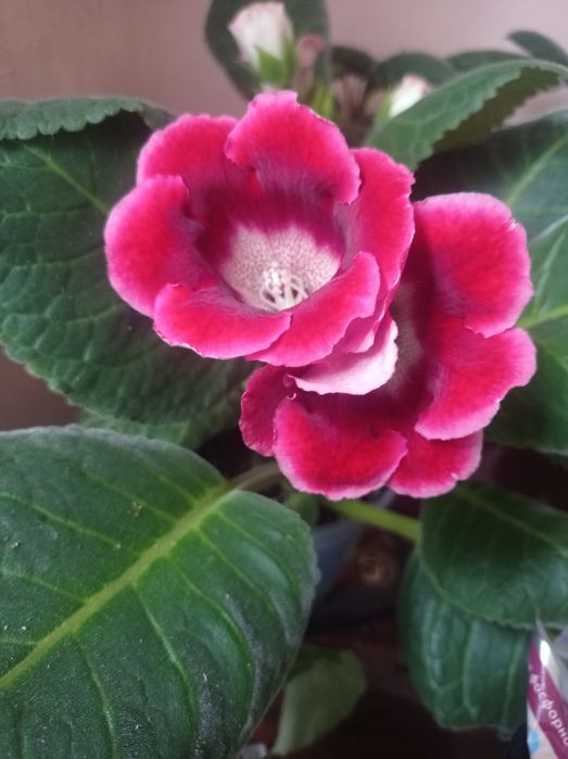 Семена глоксинии красной 10семян 10грн