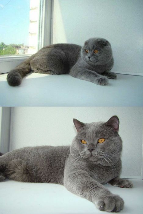 Вязка, Шотландских и Британских кошек.