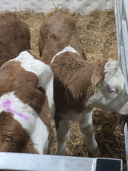 Byczki simentale 10 sztuk