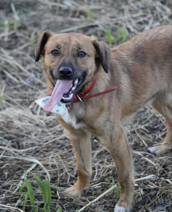 Cãozinho jovem para adoção responsável