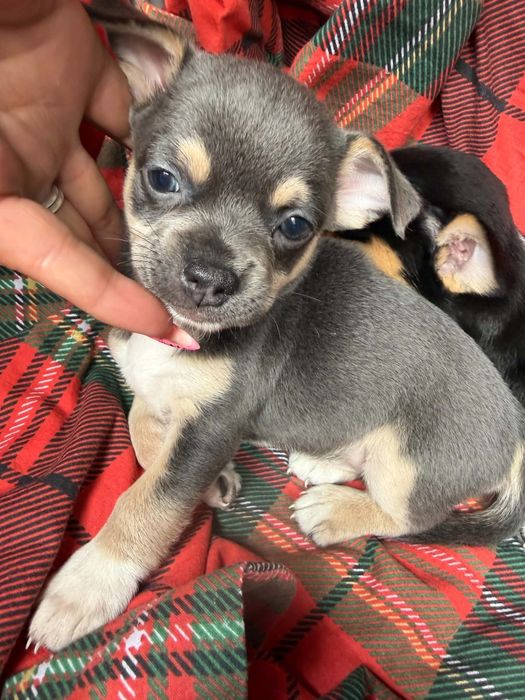 Chihuahua Szczeniaki Błękitne Chłopiec