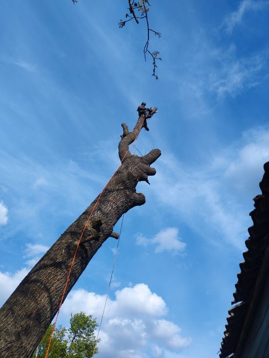 Видалення аварійних дерев. Спилювання аварійних дерев.