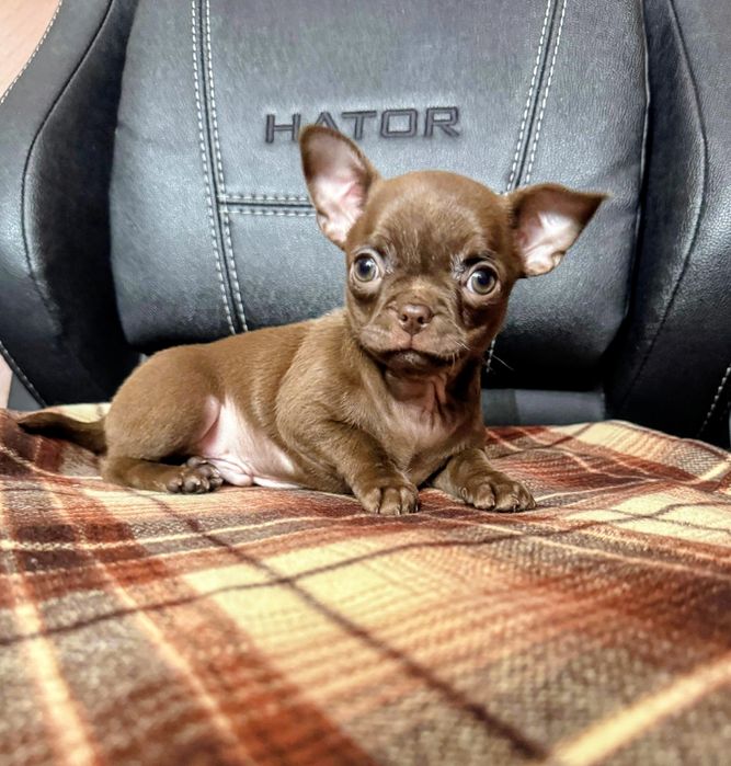 Ляльковий хлопчик Чихуахуа