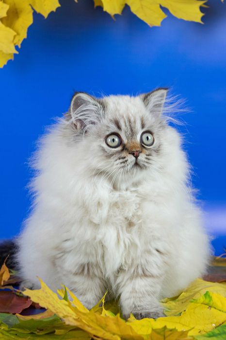 Чистокровне шотландське кошеня
