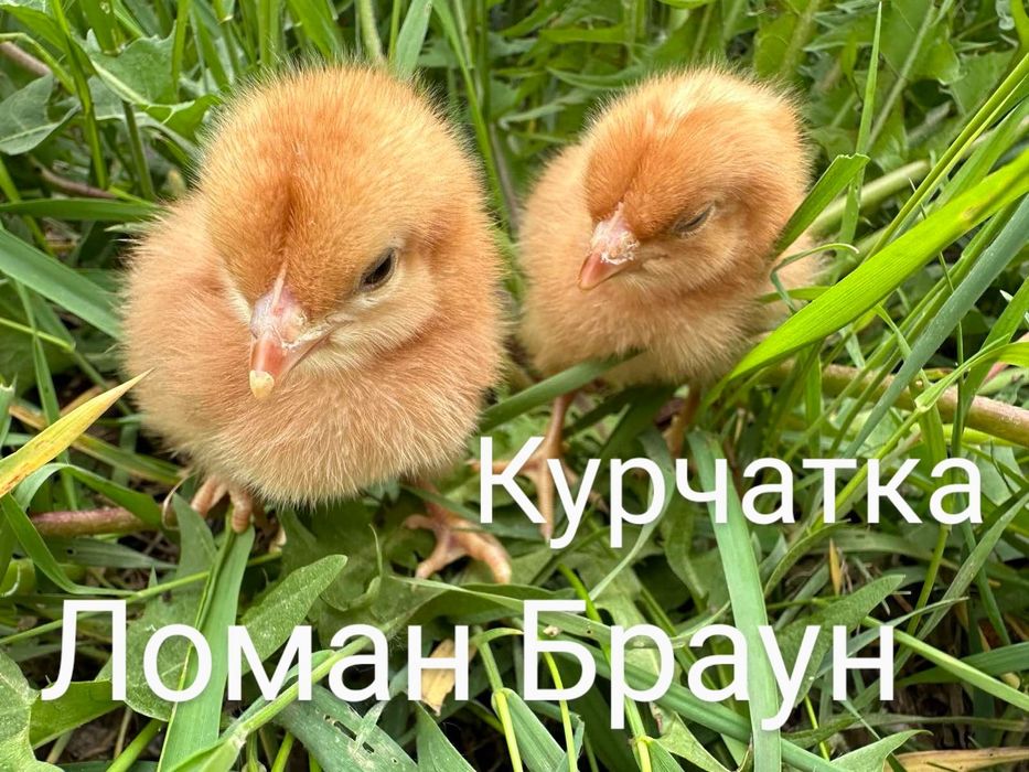 Добові Курчата Цыплята Несушки Ломан Браун Сенді Півники Півні Доставк