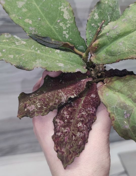 Хойя Hoya Undulata Army