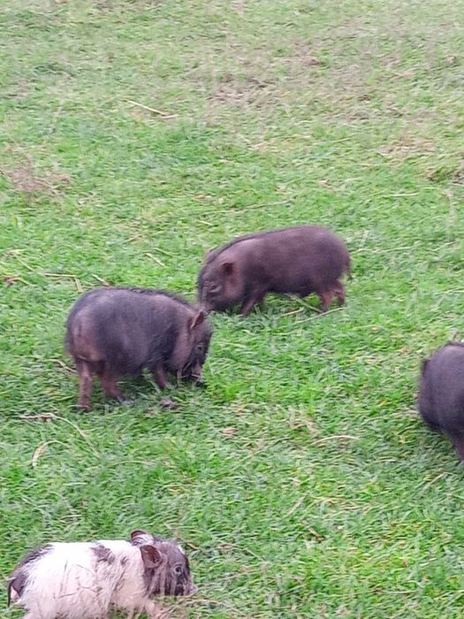 Продам поросят в’єтнамської породи свині в'єтнамці