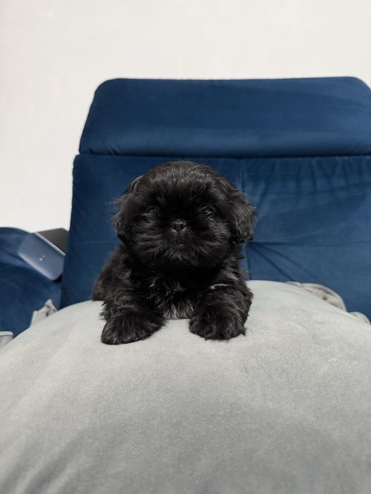 Shih tzu 2 miesieczne