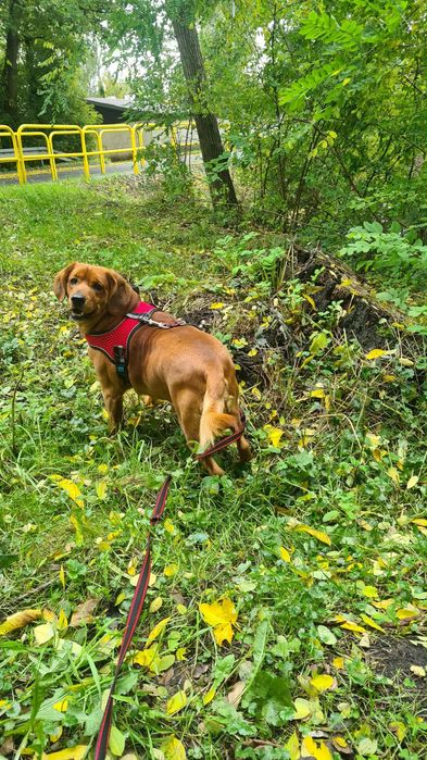 Karmelek i jego biedna mama