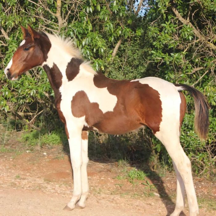 Cobrições de garanhão malhado de saltos de obstáculos com genética 5*