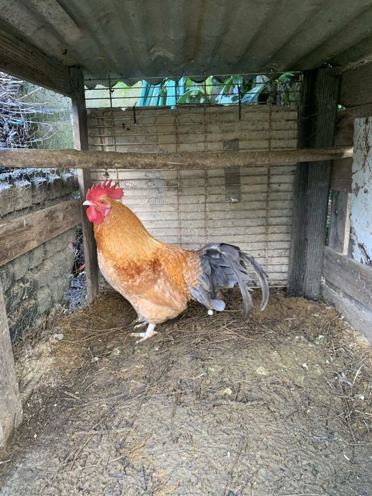 Garnizo  adulto muito lindo