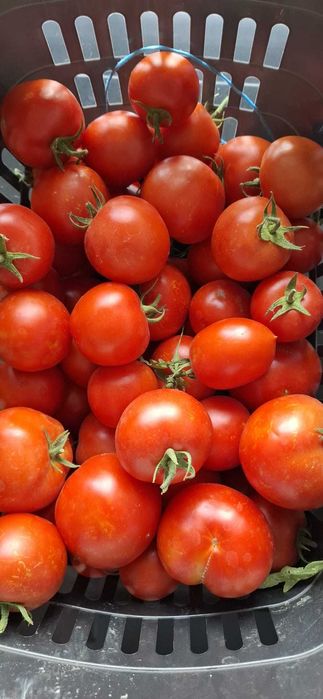Produtos agrícolas biológicos - 1€ kilo - Santarém - Vale de Figueira