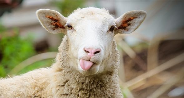 Продам овець романівської породи