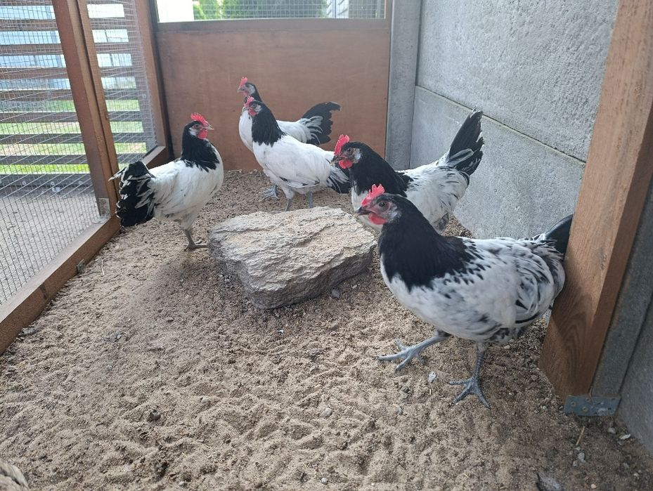 Koguty lakenfelder ozdobne, vorwerk, fryzyjskie, hamburskie, wyandotta