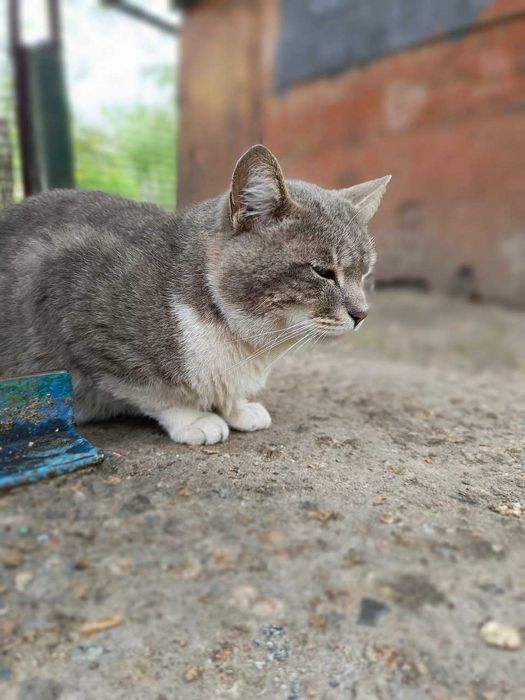 в добрі руки котик