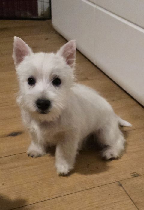 West highland white terrier westi zkwp FCI