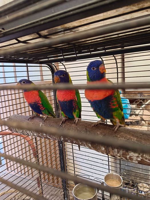 Lorys molucano para trocar ou vender