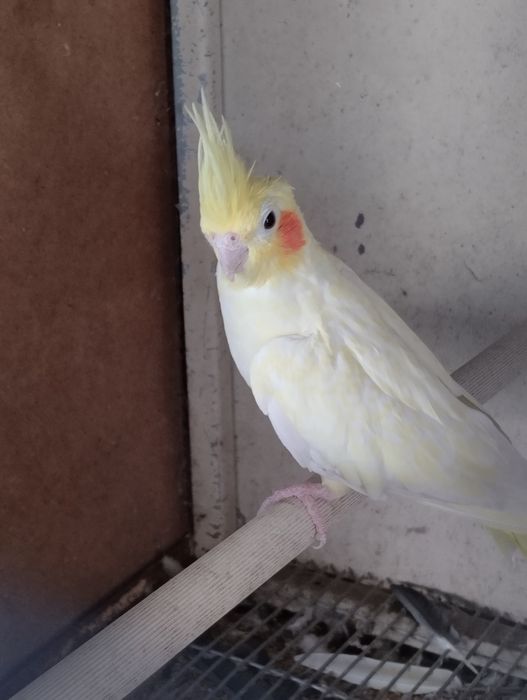 Caturra fêmea reprodutora