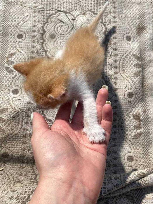 Руде кошеня безкоштовно, в дуже люблячі руки!